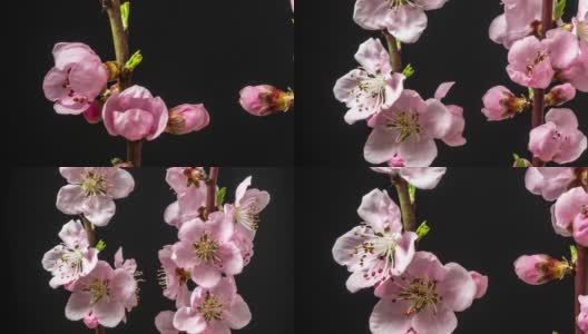 桃花旋转和盛开对黑色水平格式延时4k视频。桃树在春天开花的视频。高清在线视频素材下载