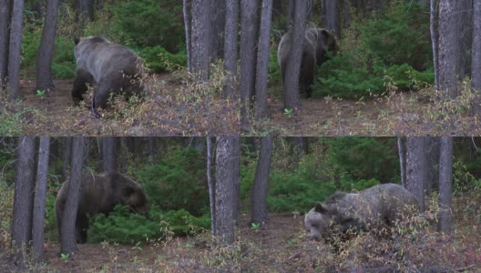 加拿大阿尔伯塔，卡那纳斯基斯，灰熊在自然栖息地吃浆果高清在线视频素材下载