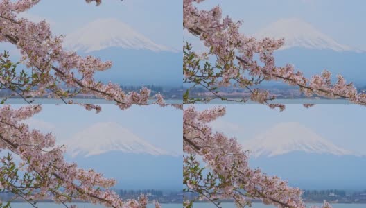 日本，川口湖和富士山通过盛开的樱花树高清在线视频素材下载