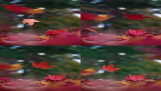 秋日枫叶飘落的慢动作。用高速摄影机拍摄的高清在线视频素材下载