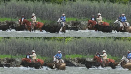 骑在马背上的牛仔把牛赶过了河高清在线视频素材下载