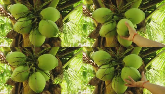 捡起绿色的椰子高清在线视频素材下载