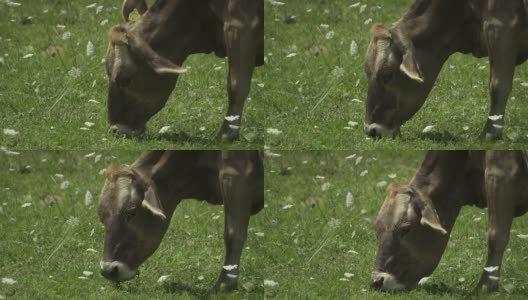 牛吃草-超级慢的动作高清在线视频素材下载