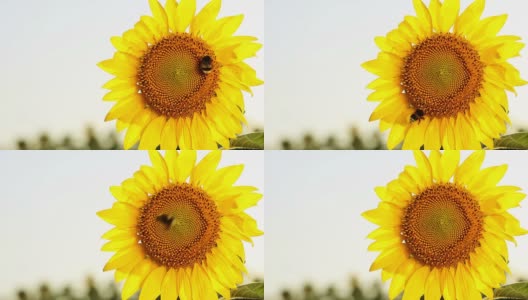 蜜蜂和向日葵高清在线视频素材下载