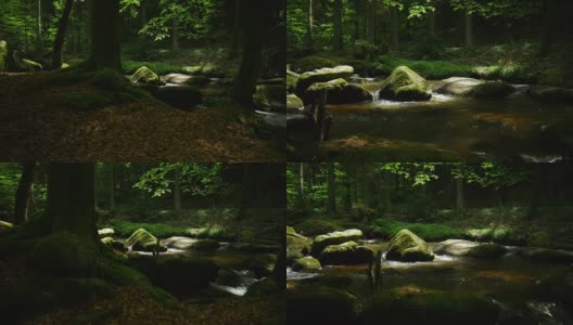框架沿森林溪移动(4K/超高清到高清)高清在线视频素材下载