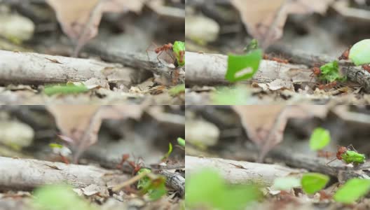 火蚁为巢搬运绿叶高清在线视频素材下载