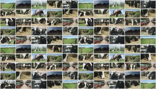 奶牛的农场。视频墙。高清在线视频素材下载