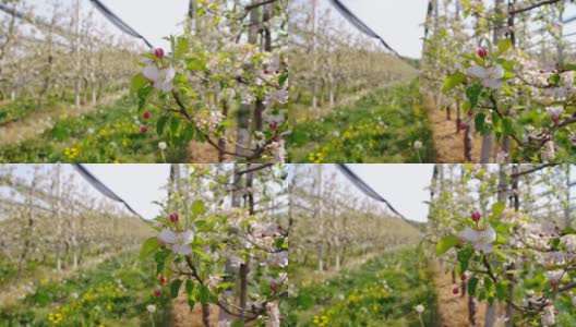 高清多莉:苹果花高清在线视频素材下载