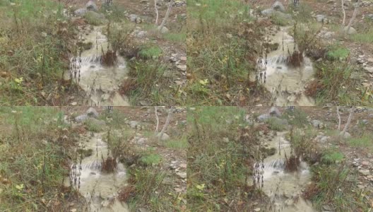 森林景观与小溪高清在线视频素材下载