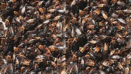 泰国的一堆黑色蟋蟀。高清在线视频素材下载