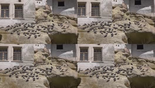高清视频。鸽子在岩石上，在岩石里。慢动作高清在线视频素材下载