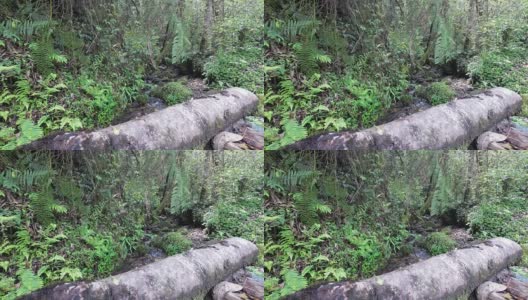 喜马拉雅雨林中的小溪高清在线视频素材下载