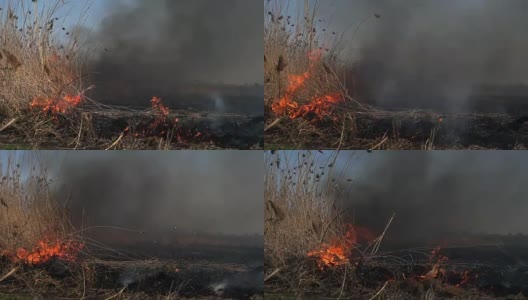 在田野里燃烧着干草。镜头。田里的稻草燃烧。火，燃烧着田野里的老草高清在线视频素材下载
