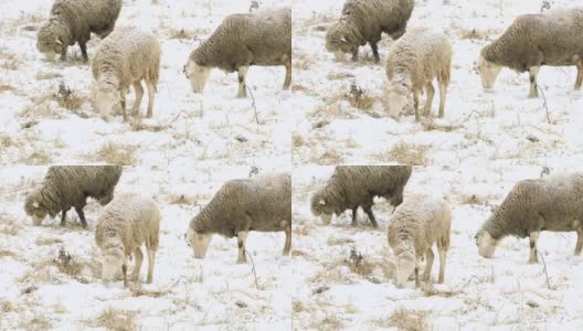 绵羊冬天在田野里吃草高清在线视频素材下载