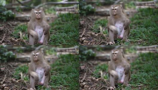猴子生活在泰国普吉岛的一片天然森林里。高清在线视频素材下载