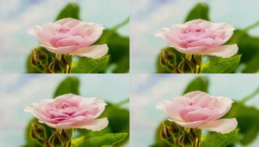 粉红玫瑰花的生长时间高清在线视频素材下载