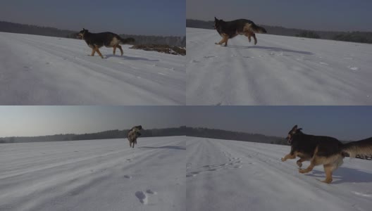 冬天在雪地里奔跑的狗(德国牧羊犬)。缓慢的运动。美丽的晴朗的天气。高清在线视频素材下载