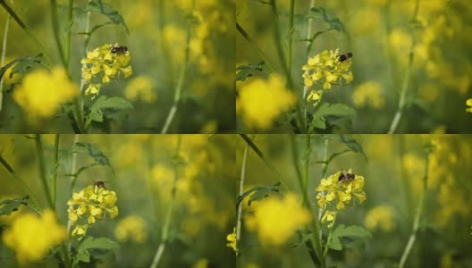 蜜蜂从芥菜花蜜中采集花蜜的慢动作。高清在线视频素材下载