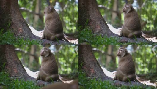 猴子生活在泰国普吉岛的一片天然森林里。高清在线视频素材下载