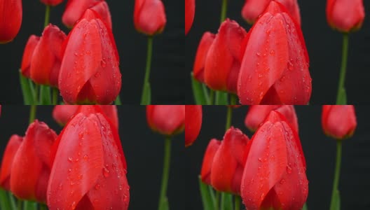 郁金香花的细节与水滴在黑色的背景。放大。高清在线视频素材下载