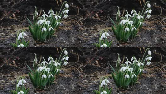 雪花莲在三月初绽放，这是春天的第一朵花高清在线视频素材下载