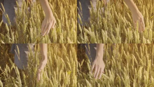 夏天，农妇在田里抚摸麦穗。农业的概念高清在线视频素材下载