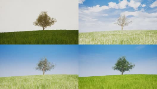 显示4个天气季节的大树和草坪的时间间隔高清在线视频素材下载