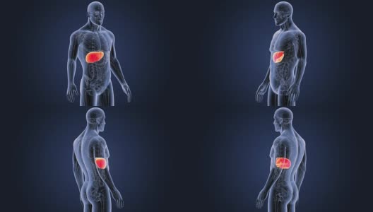 人的肝脏与身体一起放大高清在线视频素材下载