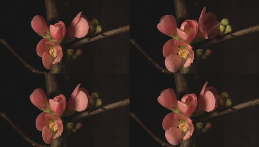 一组木瓜“粉红女士”，木瓜-盛开的部分-延时高清在线视频素材下载