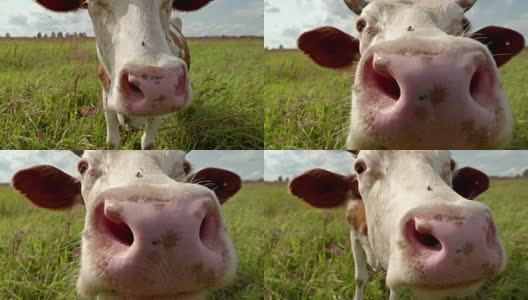 牧场上好奇的奶牛特写高清在线视频素材下载