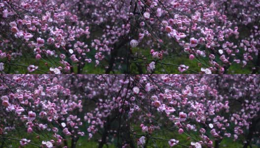 美丽的梅花在雨天高清在线视频素材下载