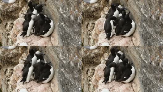 4k:拍摄一群海鸠在斯瓦尔巴群岛的悬崖上筑巢高清在线视频素材下载