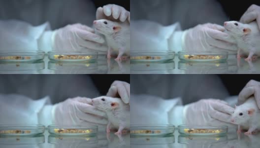 科学家用老鼠和食物在餐桌上，转基因实验在动物身上测试，研究高清在线视频素材下载