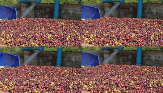 阿拉比卡咖啡的樱桃在工厂的过程中，将收获的樱桃在水中发酵，然后用机器去除果肉高清在线视频素材下载