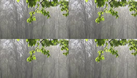 苹果树枝与绿色的树叶和大雨在阳光下。视频和声音。高清在线视频素材下载