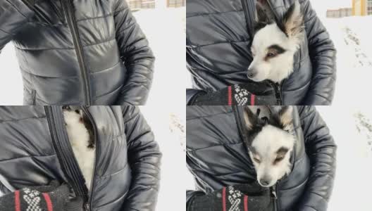 在寒冷的冬天，一名男子用夹克温暖一只可爱的小狗。高清在线视频素材下载