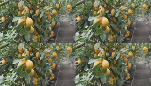 在柠檬温室里，树上挂着许多成熟的黄柠檬。柠檬花园高清在线视频素材下载