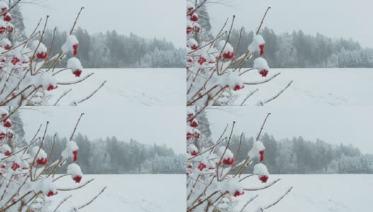 美丽的森林在冬天。红色浆果在一个深冬天的森林背景与飘落的雪。高清在线视频素材下载