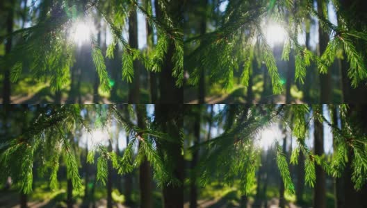 美丽的绿色夏日森林。阳光透过树枝照射出来高清在线视频素材下载