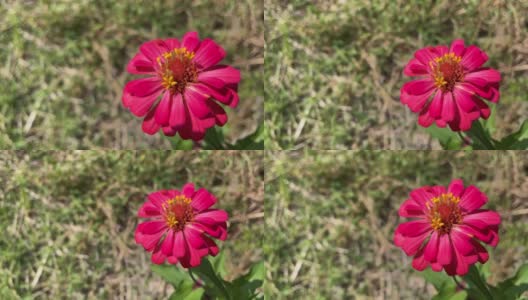 在夏日阳光明媚的日子里，花园里盛开着红色的罂粟花高清在线视频素材下载
