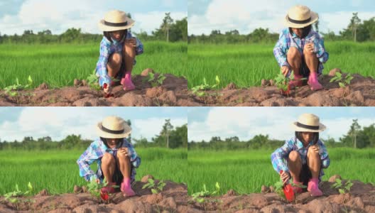 孩子们在稻田和蓝天的背景下种植这棵树高清在线视频素材下载