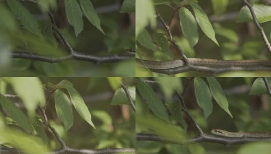 日本鼠蛇沿着树枝滑动。高清在线视频素材下载