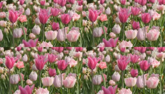 春天里粉色和白色郁金香的田野。高清在线视频素材下载
