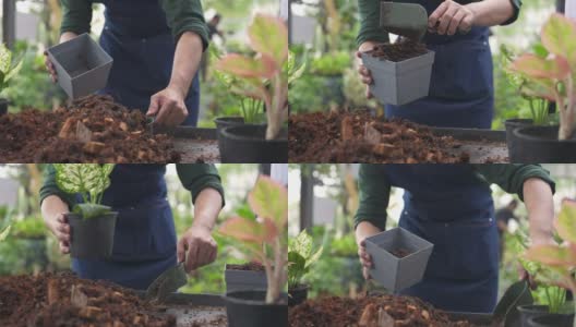 4K亚洲男人植物商店老板在桌子上种植盆栽植物。高清在线视频素材下载