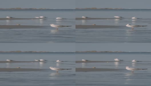 秋天，一群海鸥在海岸上休息高清在线视频素材下载