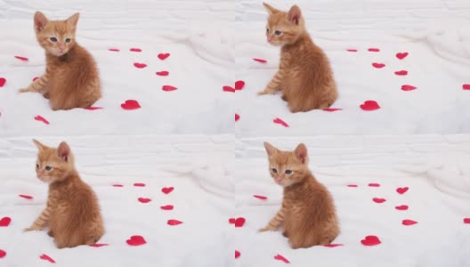 一只小小的红色虎斑猫带着小小的红心坐着四处张望。情人节的概念，爱和照顾宠物高清在线视频素材下载