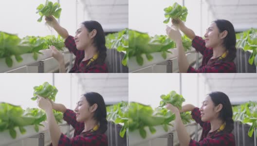 年轻的亚洲女工检查蔬菜水培的质量。水培农场有机新鲜收获蔬菜概念高清在线视频素材下载