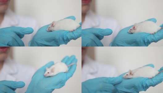 戴着蓝色橡胶手套的科学家手里拿着一只红眼睛的小白鼠。高清在线视频素材下载