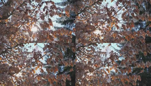 一个冬天的早晨，冻僵的树上满是霜的枯叶，一缕阳光透过冻僵的树叶，镜头移动的影像高清在线视频素材下载