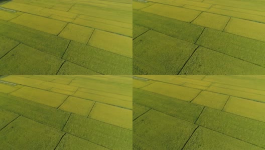 秋日里，无人机飞过稻田高清在线视频素材下载